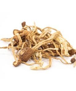 Mexican Cubensis Mushrooms – traditional psilocybin fungi with ancient Mesoamerican origins and vivid effects