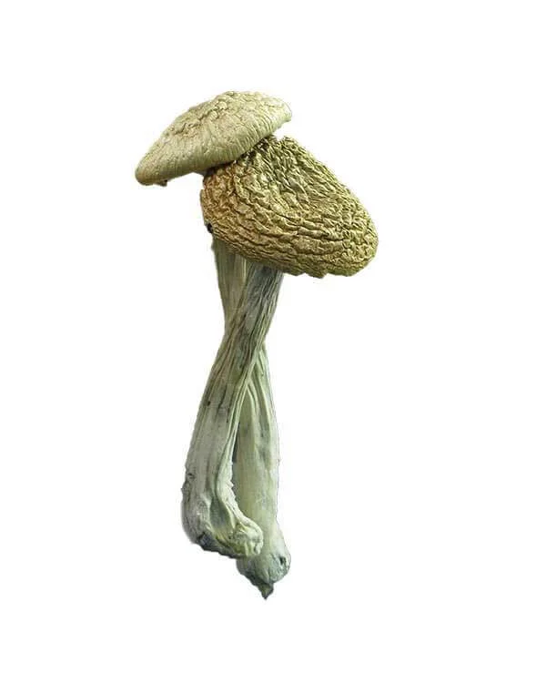 Psilocybe Azurescens – wild psilocybin mushroom with high alkaloid content and intense visuals