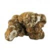 Psilocybe tampanensis truffles – philosopher’s stone magic sclerotia