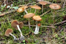 Cluster of Psilocybe cyanescens mushrooms with distinctive wavy caps on wood chips