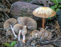 Psilocybe caerulescens mushrooms showing bluish bruising and dark brown caps