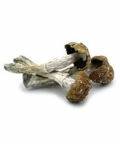 African Transkei Mushrooms: Powerful Guide to Potency & Effects